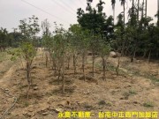 白河仙草國小六溪清靜有水電3分8平坦農地照片