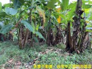 南化青山翠嶺香蕉園照片