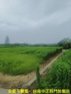 新化區那拔林台南最佳農業投資標的照片